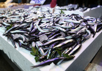 Palamut yerine mezgit ve barbun var: Balık fiyatlarında sert yükseliş