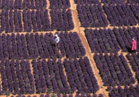 Malatya’da coğrafi işaretli hasadı başladı! Yılda 4-5 kez hasat ediliyor, 3,5 ton ürün veriyor