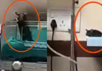 Ülkeyi karıştıran skandal! Fare ısırıklarıyla iki bebek hayatını kaybetti