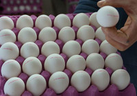 “Stoklayın” uyarısı yapılmıştı: Yumurta fiyatlarına zam geldi