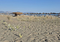 Muğla'da kum zambakları ortaya çıktı: Koparmanın cezası 380 bin lira