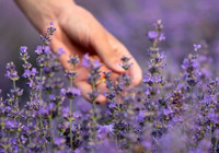 Kimyasallara elveda: Böcekleri evden uzaklaştıran 5 bitki