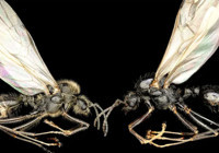 Bilim dünyasında ezber bozan keşif! Başka türleri klonluyorlar