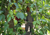 Hasadı başladı: Avrupa’dan talep yağıyor, kilosu 20 TL’den satılıyor