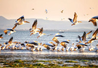 Manyas Gölü, sonbahar göçüne ev sahipliği yapıyor