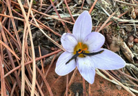 Sultan çiğdemini koparmanın cezası 557 bin lira