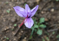 1 kilosu 450 bin lira: "Mucize bitki" çiçek açtı