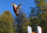 Bartın'da kokarca istilası ile mücadele: 250 sülün doğaya salındı