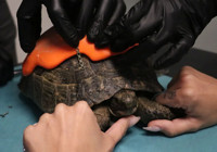 Ankara'da kabuğu kırılan kağlumbağaya protez yapıldı