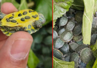 Yolcu otobüsünde yüzlerce istilacı kaplumbağa ele geçirildi