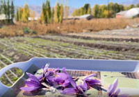 İşsiz kalınca ekti, hayatı bir anda değişti! Kilosunu 200-300 bin TL'ye satıyor