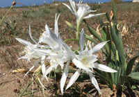 Sakın koparmayın: Bu çiçeğe dokunmanın bedeli 2,8 milyon TL