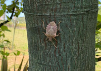 İstanbul’da kahverengi kokarcayla 3 yıllık mücadele planı