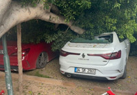 Antalya'da 30 yıllık ağaç devrildi: 5 otomobil zarar gördü
