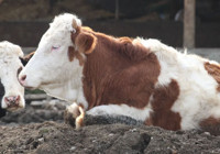 Bolu’da şap alarmı: 18 köy ve 4 mahalle karantinada