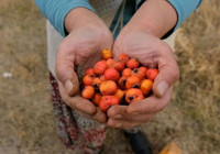 Hasadı başladı: Tansiyonu dengeliyor, bağırsakları çalıştırıyor