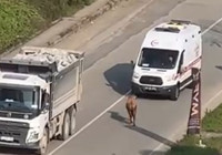 Rize’de kaçan inek sürücülere zor anlar yaşattı; o anlar kamerada