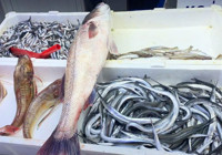 Sinop'ta deniz levreği 9 bin liradan satıldı