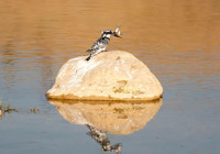 Adıyaman’da Alaca Yalıçapkını ilk kez görüntülendi