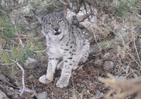 Van'da nesli tehlike altında olan vaşak görüntülendi