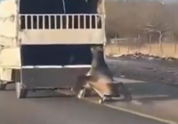 Kamyonetin arkasına bağladığı atı dakikalarca sürükledi