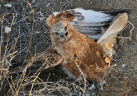 Yaralı halde bulunan kızıl şahin, tedaviye alındı