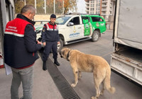 Afyonkarahisar'da köpek dövüşüne suçüstü: 12 gözaltı