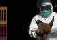 ABD’de H5N5 kuş gribi nedeniyle ilk insan ölümü