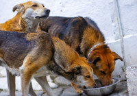 İstanbul’da sokak köpekleri için yeni karar: Kontrolsüz besleme yasaklandı