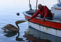 Hatay’ın maskotu pelikan 'Suzi'