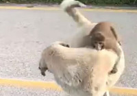 Sırtında maymun gezdiren köpek ilgi odağı oldu