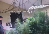 Arnavutköy'de 580 gündür aranan şüpheli evinde uyuşturucu madde yetiştirirken yakalandı