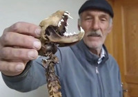 Artvin'de 55 santimetre boyunda hayvan iskeleti bulundu