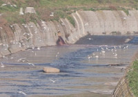Haramidere'nin rengi kırmızıya döndü!