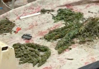 Saksıda kenevir yetiştiren şüpheli tutuklandı