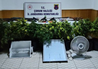 Çorum'da uyuşturucu bitki yetiştiren 4 kişi yakalandı