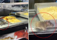 İzmir’den iğrenç görüntü: Börek tezgahlarında fare cirit attı