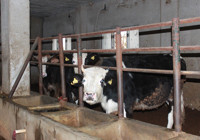 Siirt'te 3 buçuk ayda 54 büyükbaş hayvanı telef olan besicinin zararı 8 milyon lirayı buldu