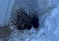 Yüksekova’da Hint oklu kirpi görüntülendi