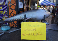 Dev Orkinos Erzincan’da olay oldu! Tezgâh önünde fotoğraf yarışı