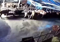 Sivas’ta ahır çöktü, o anlar güvenlik kamerasına yansıdı