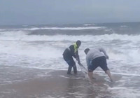 Ayvalık'ta karaya vuran yunusu vatandaşlar kurtardı