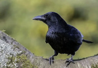 Bahçenizda karga bulunuyorsa aman dikkat! Yetkililer açık açık uyardı