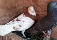 Güvercin satarak vergi kaçırıyorlar! Sosyal medya mezatçıları Maliye'nin radarında