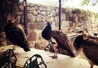 Çekimler bitti soluğu Bodrum'da aldı 