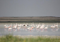 Seyfe Gölü yağışlarla şenlendi