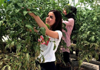 Sera üretiminde yerli kaynaklar araştırılıyor