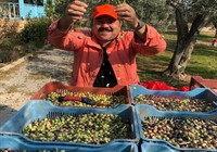 Kendi yetiştirdiği zeytinleri hasat etti