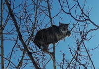 Köpekten kaçan ‘vaşak’ kavağa tırmandı 