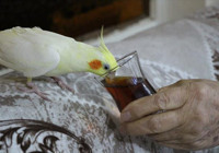 Çay tiryakisi papağan ‘Limon’